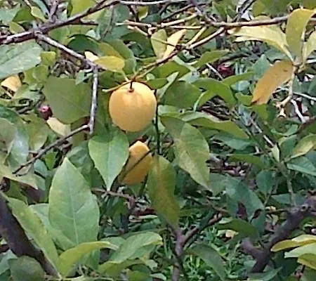 Jadranka